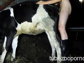 Зоо порно с коровой в сарае